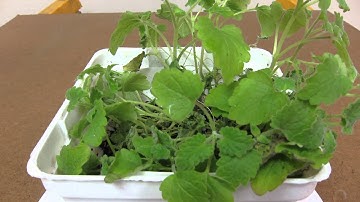 Time Lapse Catnip Plant HD