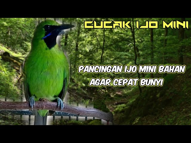 Cucak Ijo Mini Gacor 💯 Pancingan Cucak Ijo Mini Bahan Agar Cepat Bunyi class=