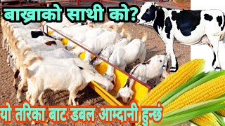 बाख्रा पालन मा सबै भन्दा ठूलो जानकारी||Cows are the best friend of goats.