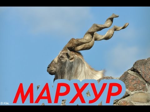 Бузхои "МАРХУР"-и Точикистон | Винторогий козёл