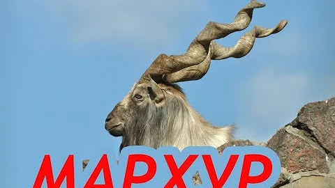 Бузхои 