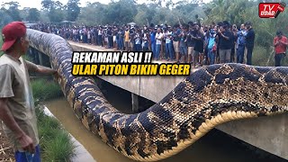 Heboh di Sulawesi‼️ Warga Ramai-Ramai Tangkap Ular Piton Raksasa di Kebun Dan Jadi Tontonan...