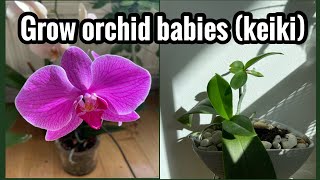 How to grow baby Orchid plants (keiki)?orchid propagation.