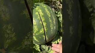 Продам арбуз 🍉 Каристан 17 руб Скадовск Великие Копани
