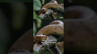 Snake Island is TERRIFYING