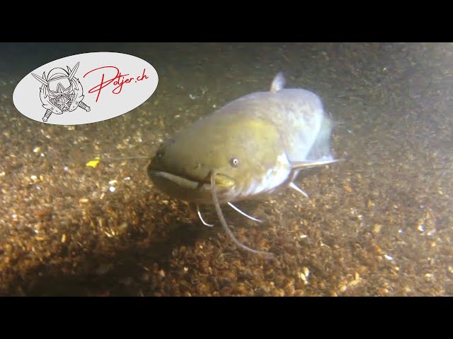 Dive at night with catfish in the lake biel in Switzerland 