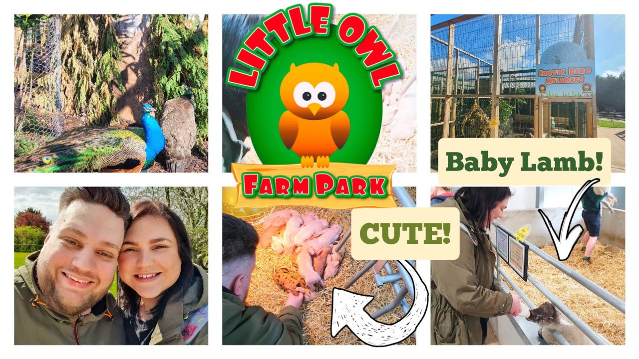 Day Out at Little Owl Farm Park 🐑 🐖🦚 I fed baby lambs and met newborn