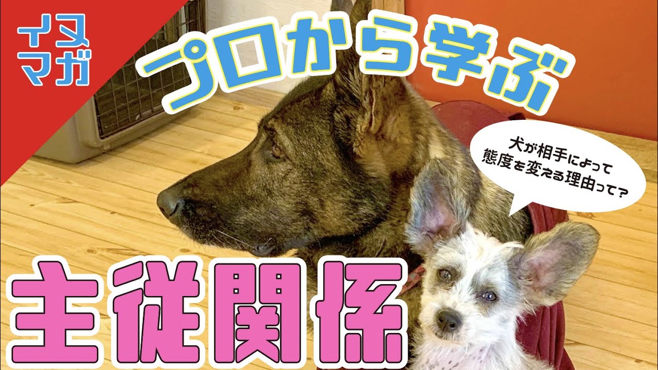 主従関係に効く！犬は相手の反応を見て生きている【イヌマガ・★するめ成長記8★】