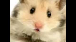 the Hamster time song realy funny must see!!!