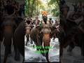 जब बिल्ली बनी हीरो 🐱 | हाथियों ने बचाई ज़िंदगियाँ#aivideo #tranding #viralshort