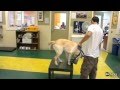 Service Dog to Provide K9 Comfort to Rape Victim Witness in New York Court Service Dog to Provide K9 Comfort to Rape Victim Witness in New York Court