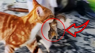 Her cat brought home a screaming chipmunk… What she did next was beautiful