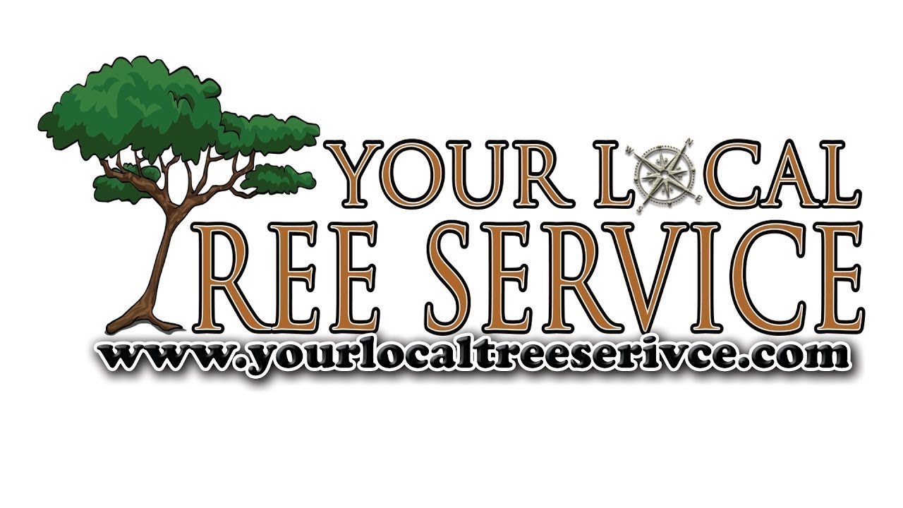 Palm Tree Trimming Gilbert AZ YouTube