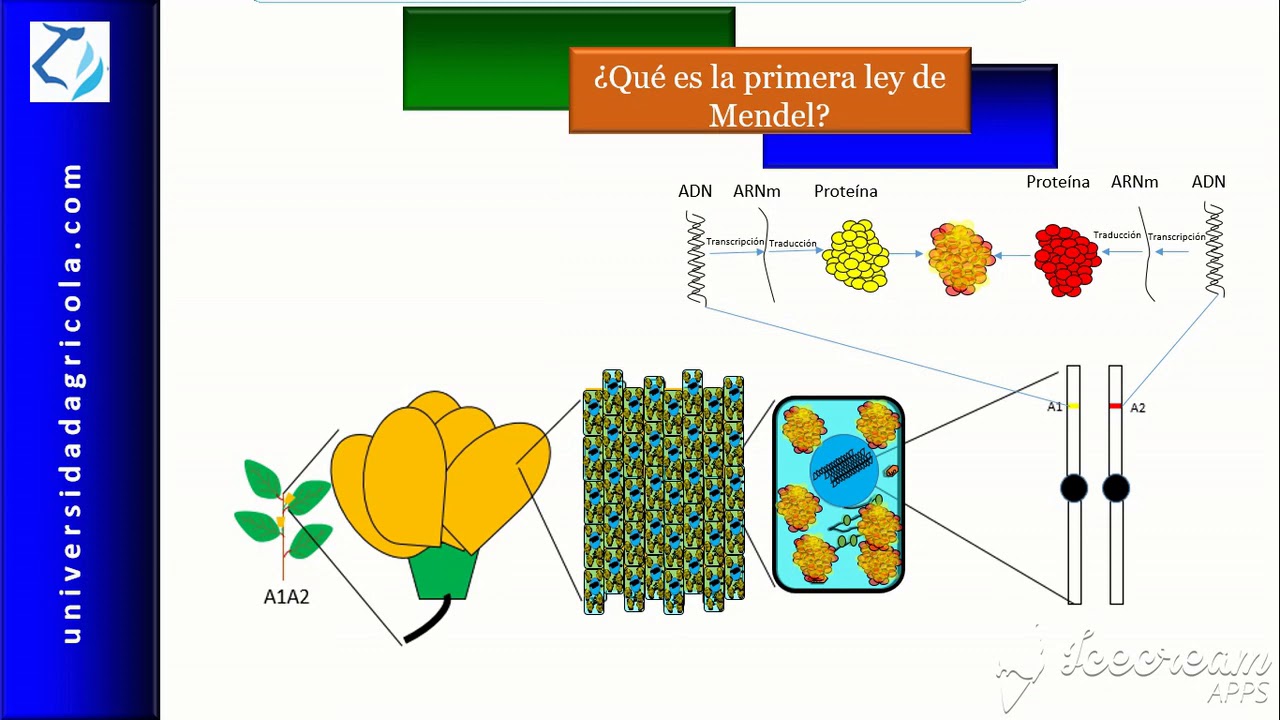 ¿Qué es la Primera Ley de Mendel? YouTube