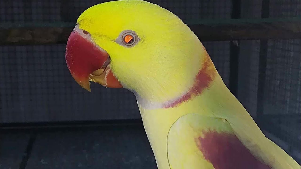 Macaw Yellow Raw Parrot