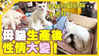 [LwoavieCat] whole process of mother cat taking care of her kittens! The greatness of maternal love!