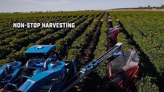 Modern Grape Harvesting - Amazing Totals