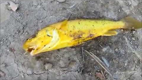 Câu cá tại Thâu Râu, Cầu Ngang, Trà Vinh (T3: 28/9/2019)