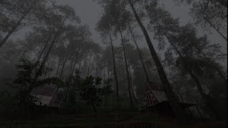 Rain Sounds for Sleeping: Gentle Rain in Pine Woods with Thunderstorm ASMR | Calming Rain