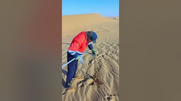 The process of planting trees in the desert