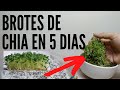 ☘️ COMO HACER BROTES DE CHIA EN CASA DE FORMA FÁCIL. SALUDABLES Y SABROSOS