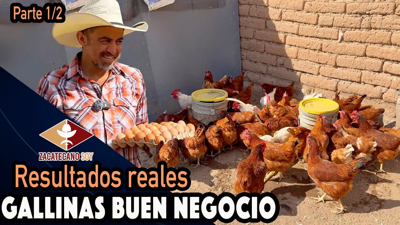 UN GRAN ÉXITO, GALLINAS PONEDORAS y sin llorar