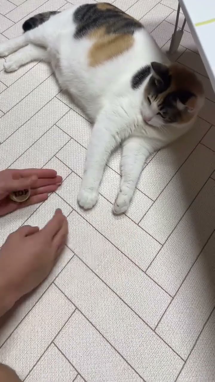 Funny  chat ?????????????? #cat