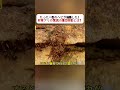 たった一匹のヘビが油断した！ 行軍アリの驚異の集団行動とは？ #行軍アリ #自然界 #動物の世界 #昆虫 #雑学