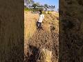 Apni mashin ki safai dekh lo ☝️👌🏻🌾🌾 #trending #minivlog #comedy #vlog #youtubeblogger