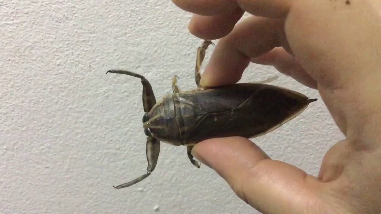 カエルが食べれるならこいつもイケる オタマジャクシのグリル Dplay News Line News