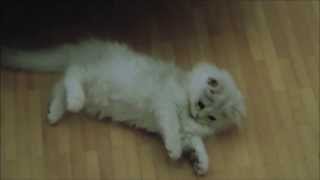 Iron mâle british longhair by Golden Moonglade 520 views 10 years ago 2 minutes, 10 seconds