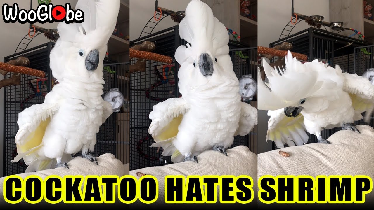 Cockatoo Throwing a Tantrum YouTube