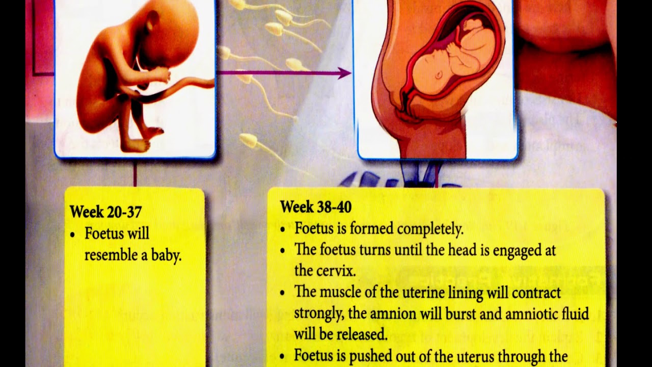 Science Form 1 Chapter 4 Reproduction - YouTube