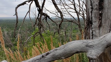 Dead dry tree, slider shooting. A mystical place. Dead trees next to the living. Nature, bewitching