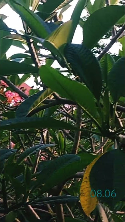 Pagi nya Bali #shorts #storywa #viral #tiktok #cinematic