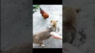 Dog v Chicken Battle - Funny Video 2022