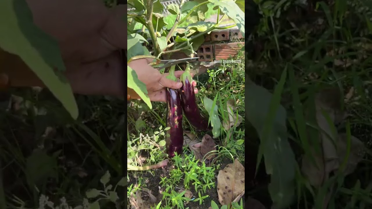 Cà nâu cơm xanh - Rạng Đông seeds #hatgiongrangdong #rangdongseeds