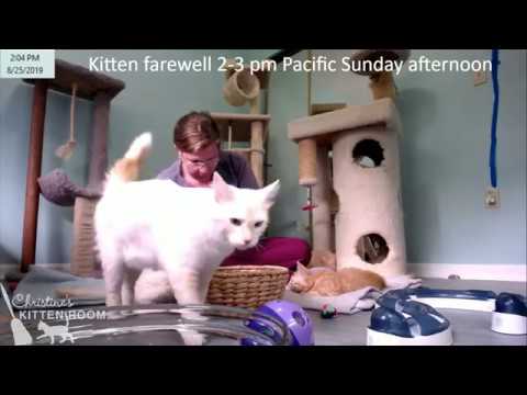dream-mama-&-4-dreampuffs---farewell-kittens