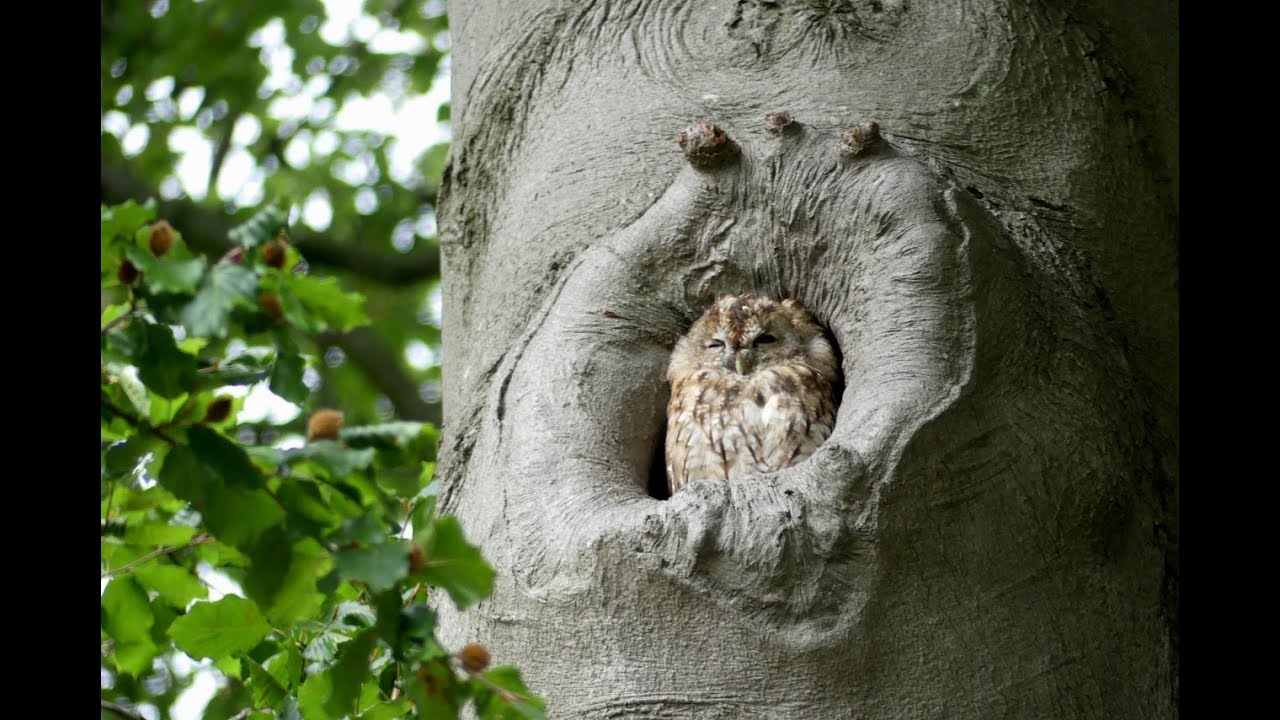 De uil zat in de olmen - YouTube
