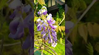 USA 🇺🇸 #NYC #Brooklyn #may#spring #blooming purple flowers