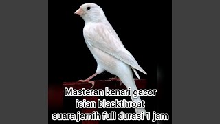 Masteran Kenari Gacor Isian Blackthroat Suara Jernih Full Durasi 1 Jam (Live)