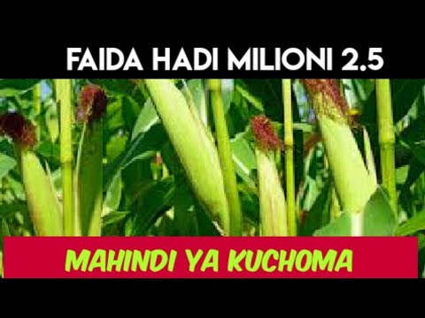 Video: Yote Kuhusu Mahindi Kama Mmea
