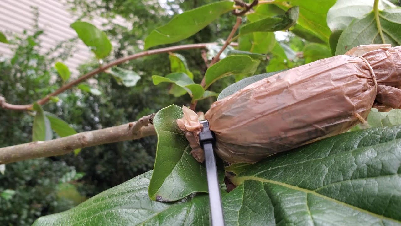 Air Layer Persimmon Update