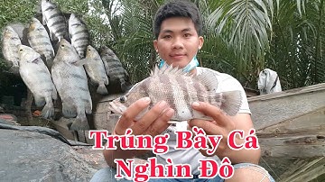 #72|Câu Cá Cần Giờ|Trúng Bầy Cá Hổ|Cá Ngát/Sự Cần Giờ