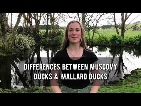 Differences Between Muscovy Ducks & Mallard Ducks
