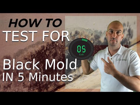 How To Test For Black Mold In 5 Minutes