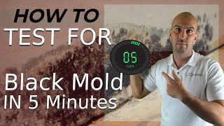 Testing For Black Mold: A How-To Guide – Forbes Home
