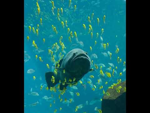Video: Actinopterygii txhais li cas hauv kev tshawb fawb?