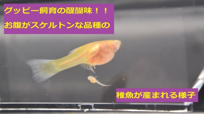 チャーム グッピー出産の瞬間 卵胎生 ブルーグラスの繁殖 Bleeding 稚魚産仔シーン Youtube