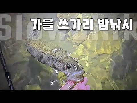 청양 지천 가을 쏘가리 밤낚시/ <strong>피싱</strong> 프레셔를 극복 하는 방법